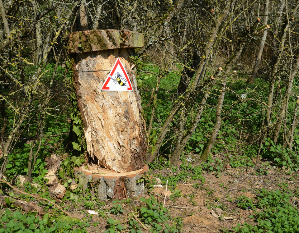 Ruche abeille sauvage