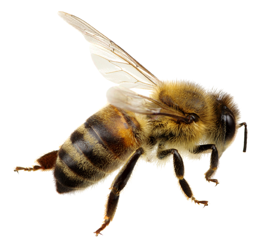 Abeille